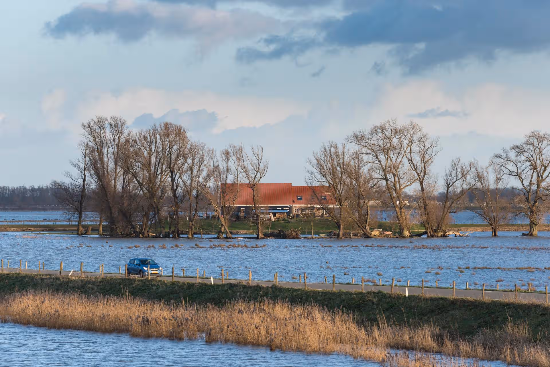 koeien in weiland langs de sloot
