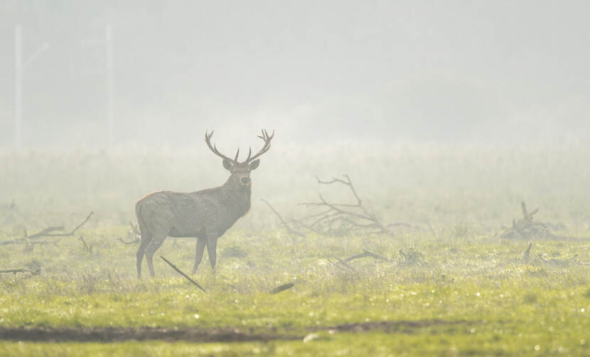 Edelhert Oostvaardersplassen