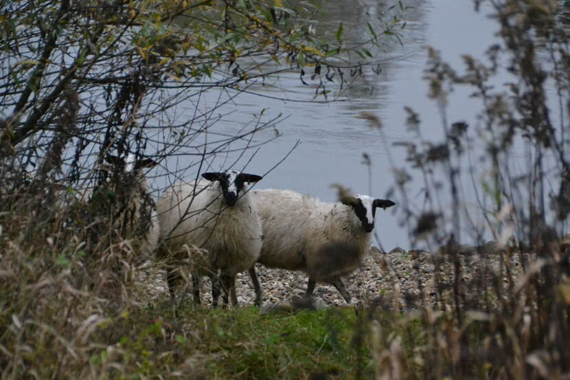 Grazende schapen langs de Twentekanalen