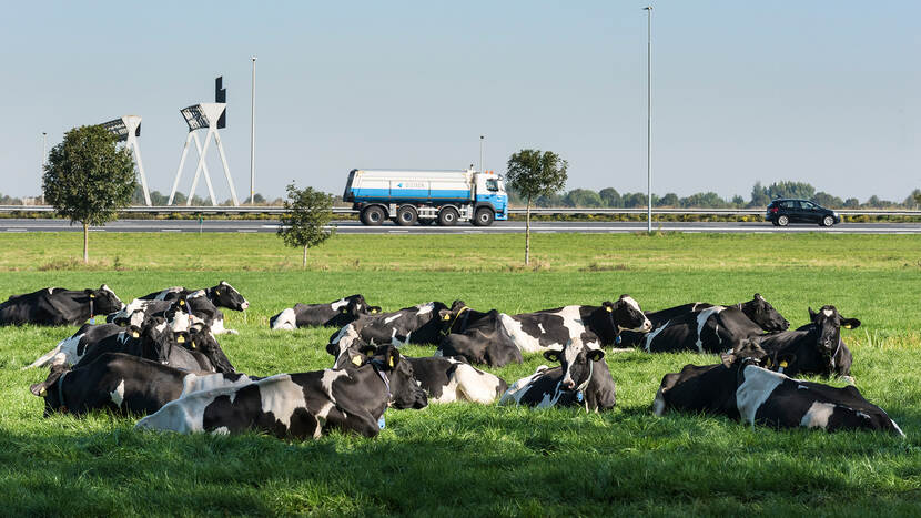 Foto van koeien in de wei met op de achtergrond een vrachtauto op de snelweg