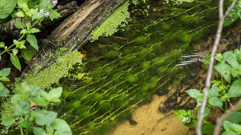 Close-up foto van planten in natuurwater